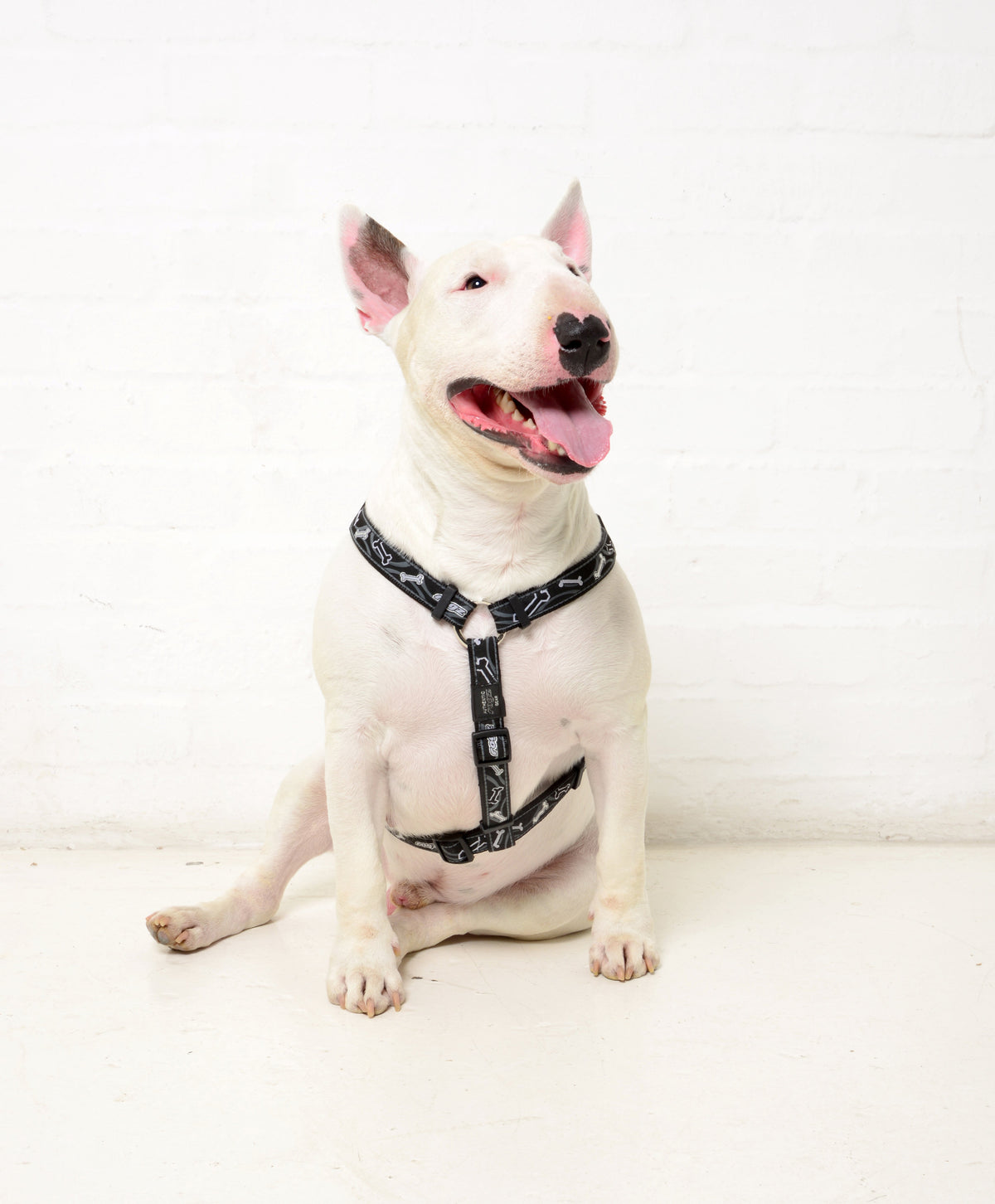 Dog Leads