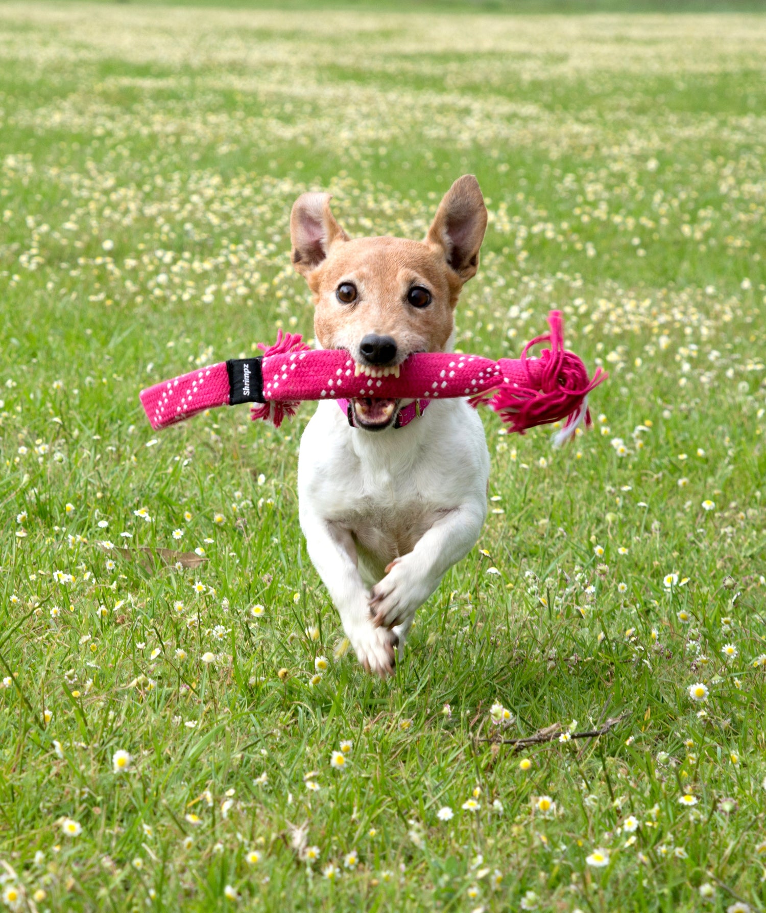 Toys & Enrichment